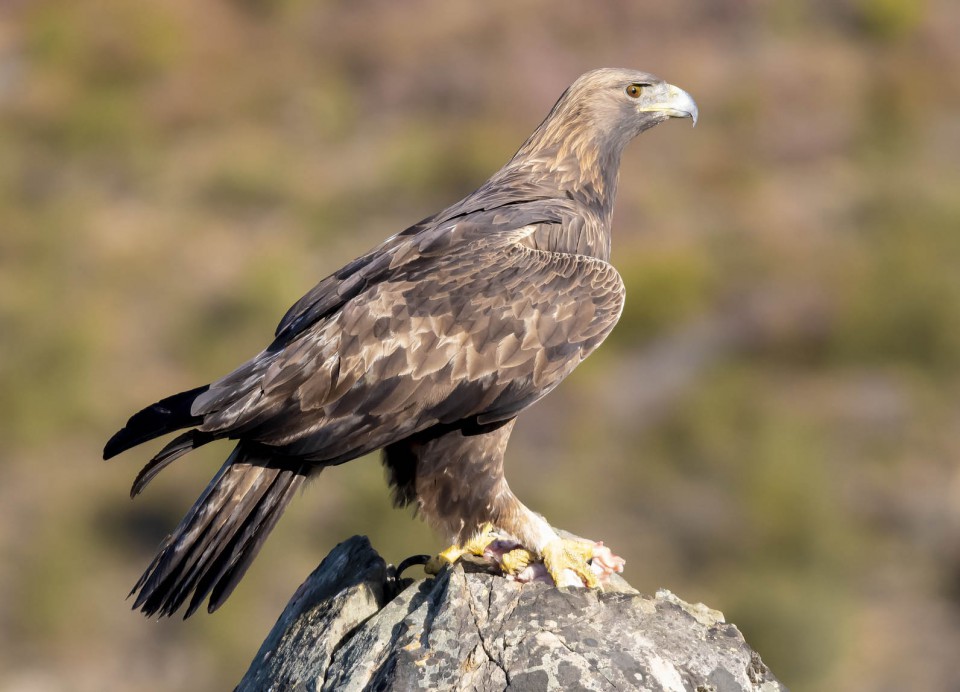 Беркут — Aquila chrysaetos