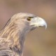 Беркут — Aquila chrysaetos