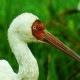 Стерх — Grus leucogeranus
