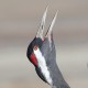 Серый журавль — Grus grus