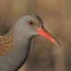 Водяной пастушок — Rallus aquaticus