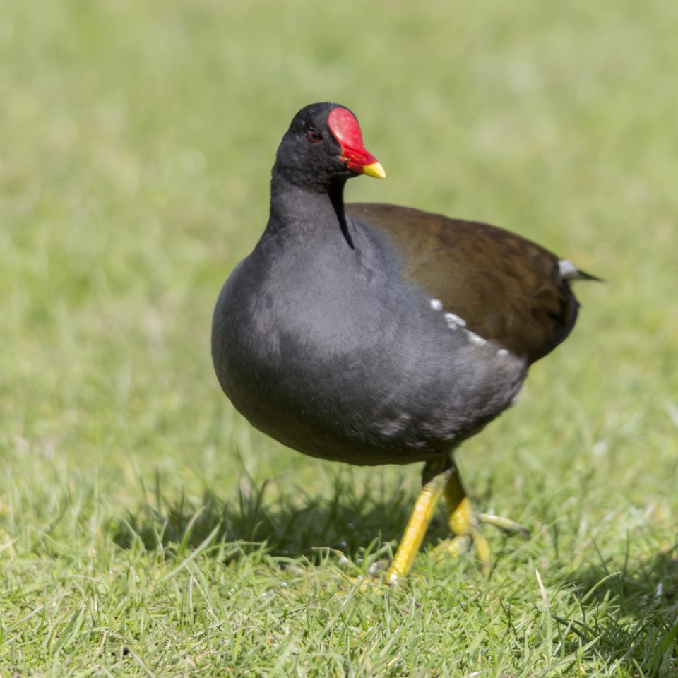 Камышница — Gallinula chloropus
