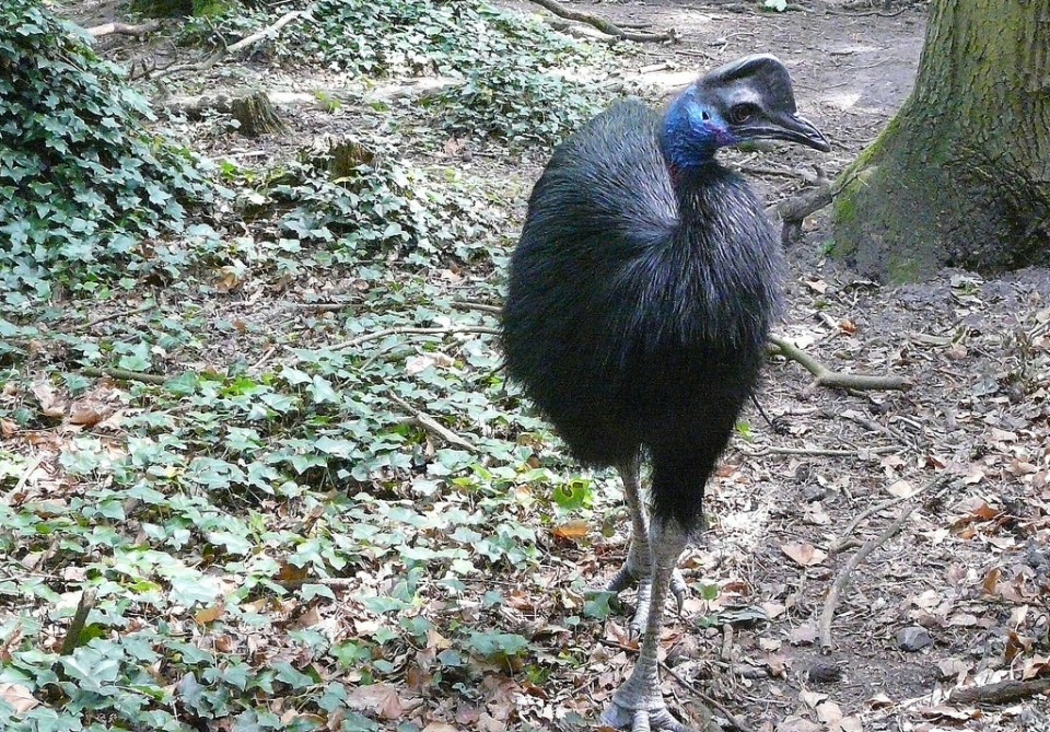 Мурук (Casuarius bennetti)