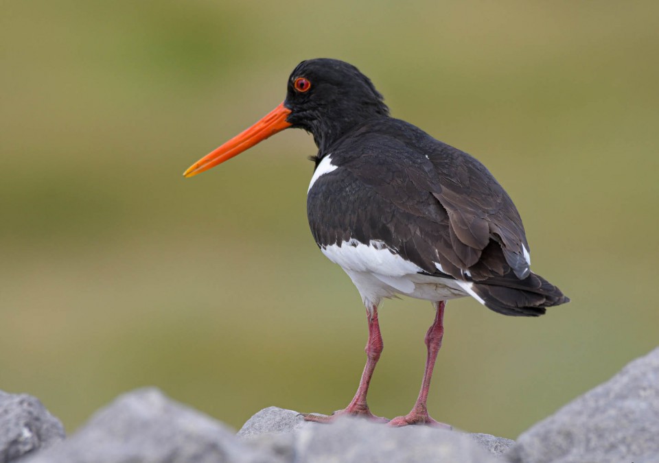 Кулик-сорока — Haematopus ostralegus