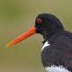 Кулик-сорока — Haematopus ostralegus