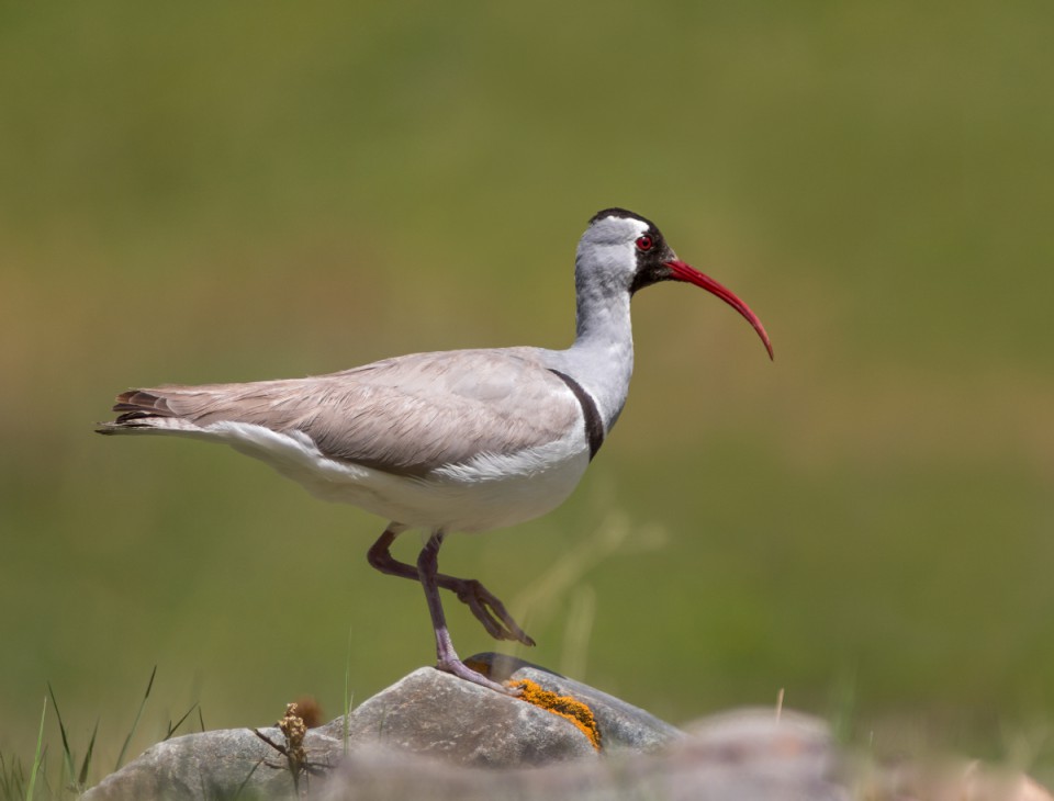 Серпоклюв — Ibidorhyncha struthersii