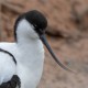 Шилоклювка — Recurvirostra avosetta