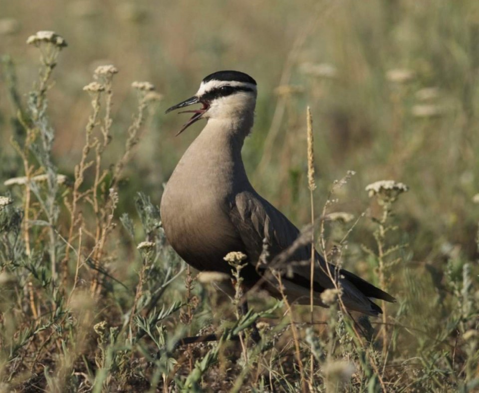 Кречётка — Chettusia gregaria