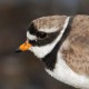 Галстучник — Charadrius hiaticula