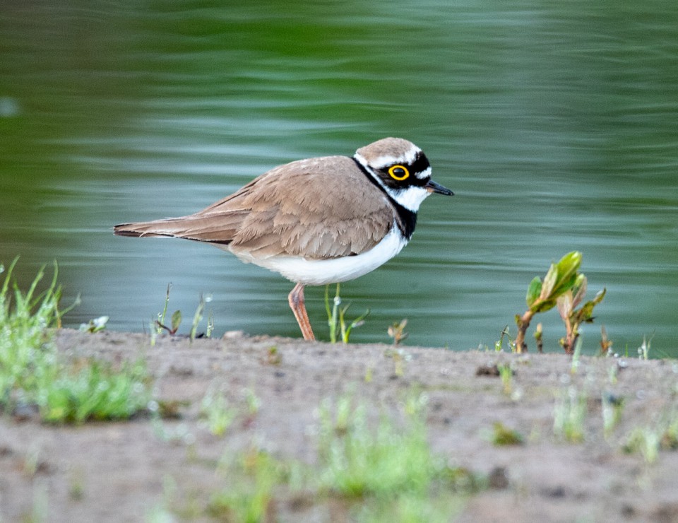 Малый зуёк — Charadrius dubius