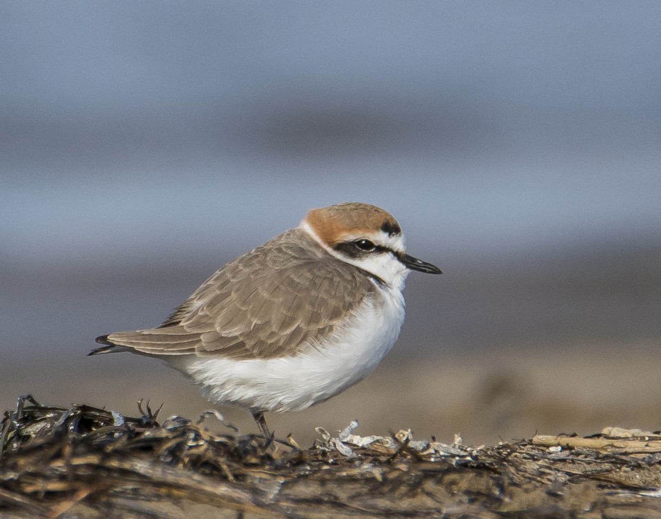 Морской зуёк — Charadrius alexandrinus