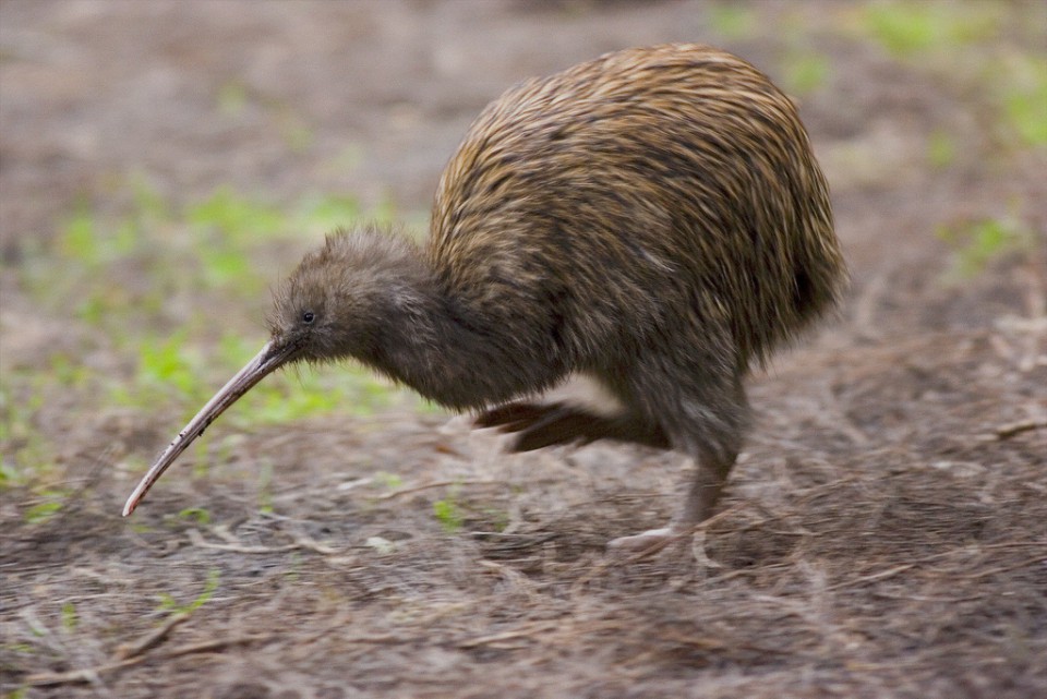 Обыкновенный киви (Apteryx australis)