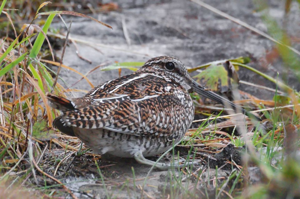 Горный дупель — Gallinago solitaria