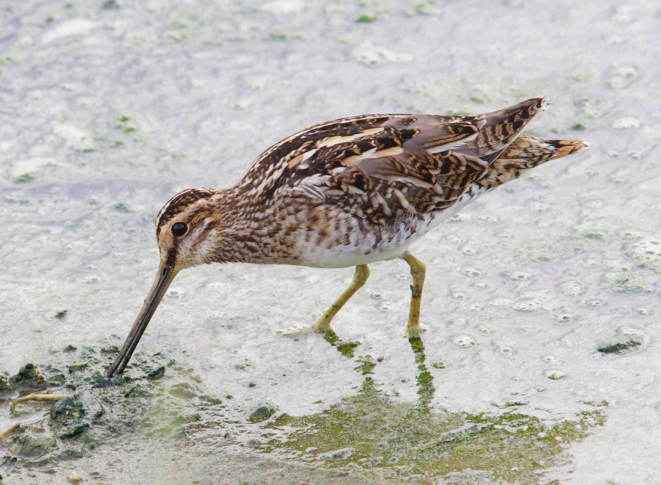 Лесной дупель — Gallinago megala
