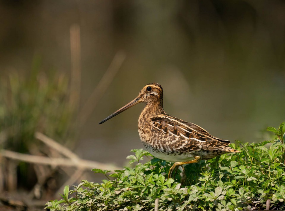 Бекас — Gallinago gallinago