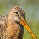 Большой веретенник — Limosa limosa