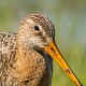 Большой веретенник — Limosa limosa