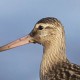 Малый веретенник — Limosa lapponica