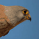 Степная пустельга (Falco naumanni)