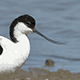 Шилоклювка / Recurvirostra avosetta