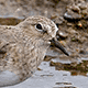 Белохвостый песочник (Calidris temminckii)