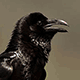 Ворон / Corvus corax