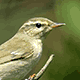 Таловка, или пеночка-таловка (Phylloscopus borealis)