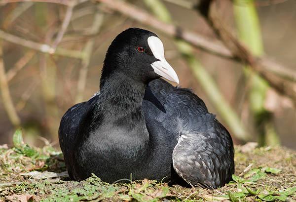 Лысуха (Fulica atra) — Птицы Европейской части России