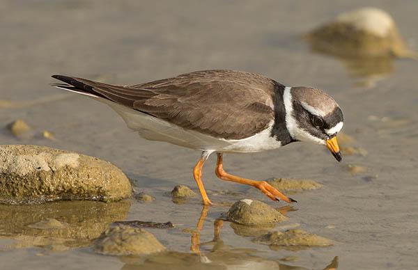 Галстучник (Charadrius hiaticula) — Птицы Европейской части России