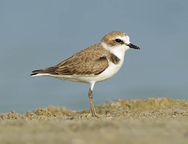 Морской зуёк (Charadrius alexandrinus) — Птицы Европейской части России