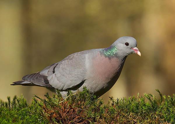 Клинтух (Columba oenas) — Птицы Европейской части России