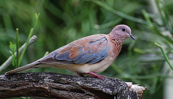 Малая горлица (Streptopelia senegalensis) — Птицы Европейской части России