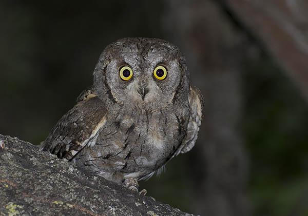 Сплюшка (Otus scops) — Птицы Европейской части России