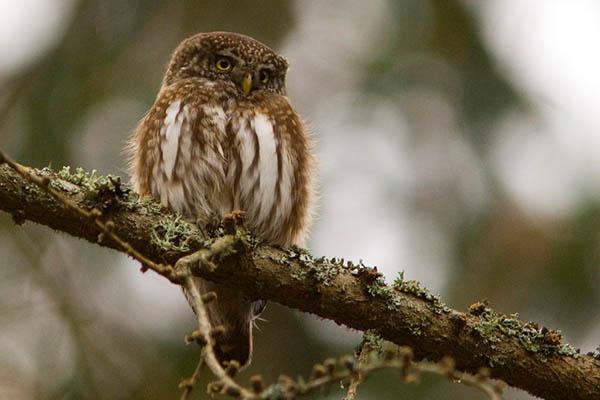 Воробьиный сычик (Glaucidium passerinum) — Птицы Европейской части России