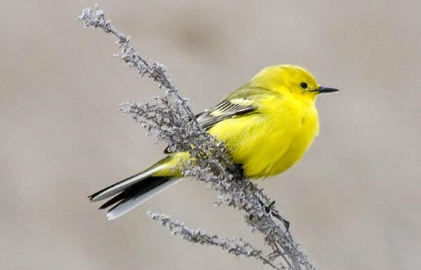 Желтолобая трясогузка (Motacilla lutea) — Птицы Европейской части России