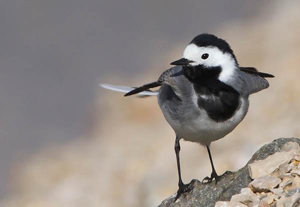 Белая трясогузка (Motacilla alba) — Птицы Европейской части России