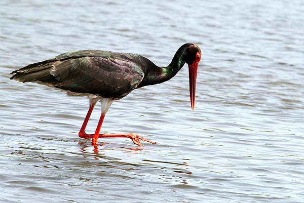 Чёрный аист (Ciconia nigra) — Птицы Европейской части России