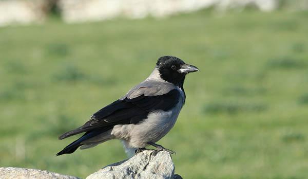 Серая ворона (Corvus cornix) — Птицы Европейской части России