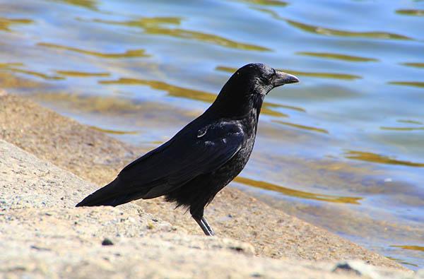Восточная (европейская) чёрная ворона (Corvus corone) — Птицы Европейской части России