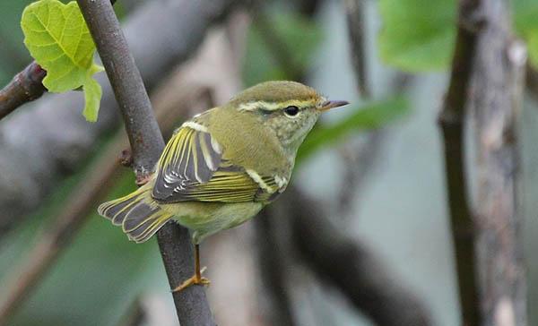 Зарничка, или пеночка-зарничка (Phylloscopus inornatus) — Птицы Европейской части России