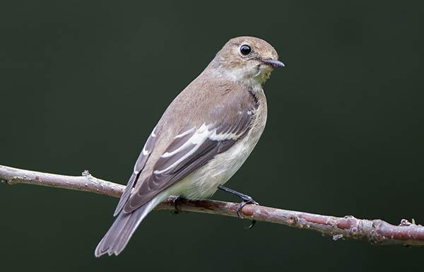 Мухоловка-пеструшка (Ficedula hypoleuca) — Птицы Европейской части России