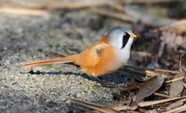 Усатая синица (Panurus biarmicus) — Птицы Европейской части России