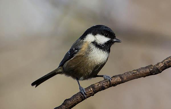 Московка (Parus ater) — Птицы Европейской части России