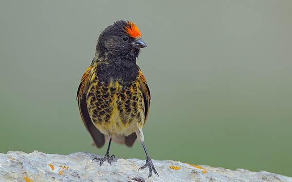 Корольковый, или красношапочный, вьюрок (Serinus pusillus) — Птицы Европейской части России