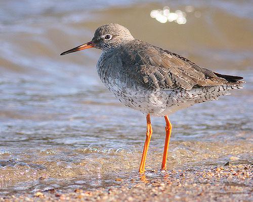 Травник / Tringa totanus / Redshank / Птицы Европы