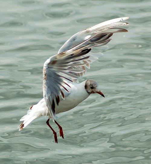 Озёрная чайка / Larus ridibundus / Black-headed gull / Птицы Европы