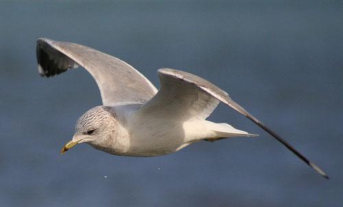 Сизая чайка / Larus canus / Common gull / Птицы Европы