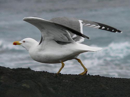 Хохотунья, или южная серебристая чайка / Larus cachinnans / Yellow-legged gull / Птицы Европы