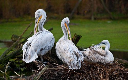 Кудрявый пеликан  / Pelecanus crispus / Dalmatian pelican / Птицы Европы