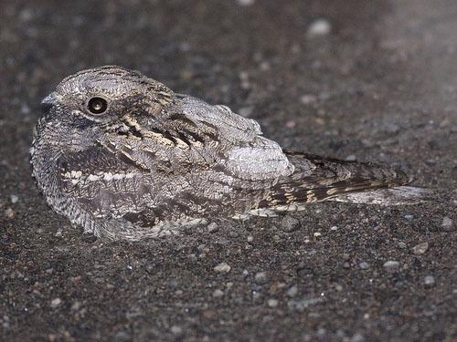 Обыкновенный козодой / Caprimulgus europaeus / Nightjar / Птицы Европы